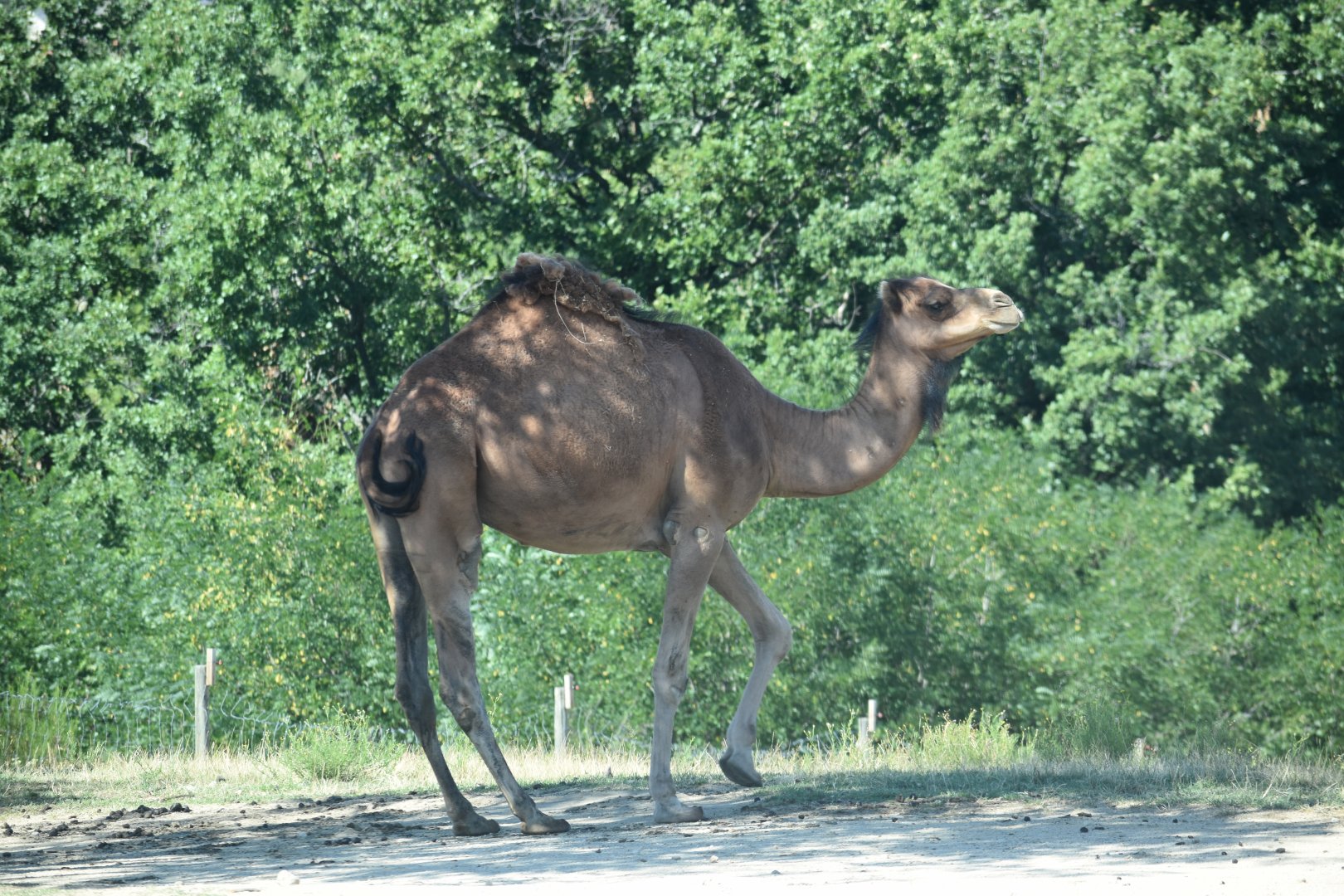 Dromedary (Camelus dromedarius)