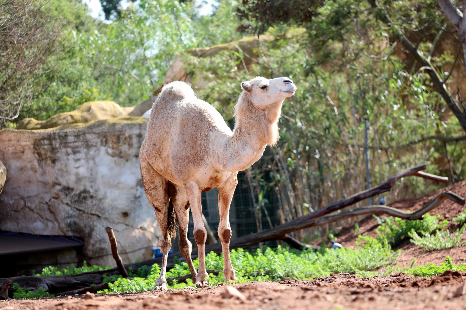 dromedary (Camelus dromedarius)