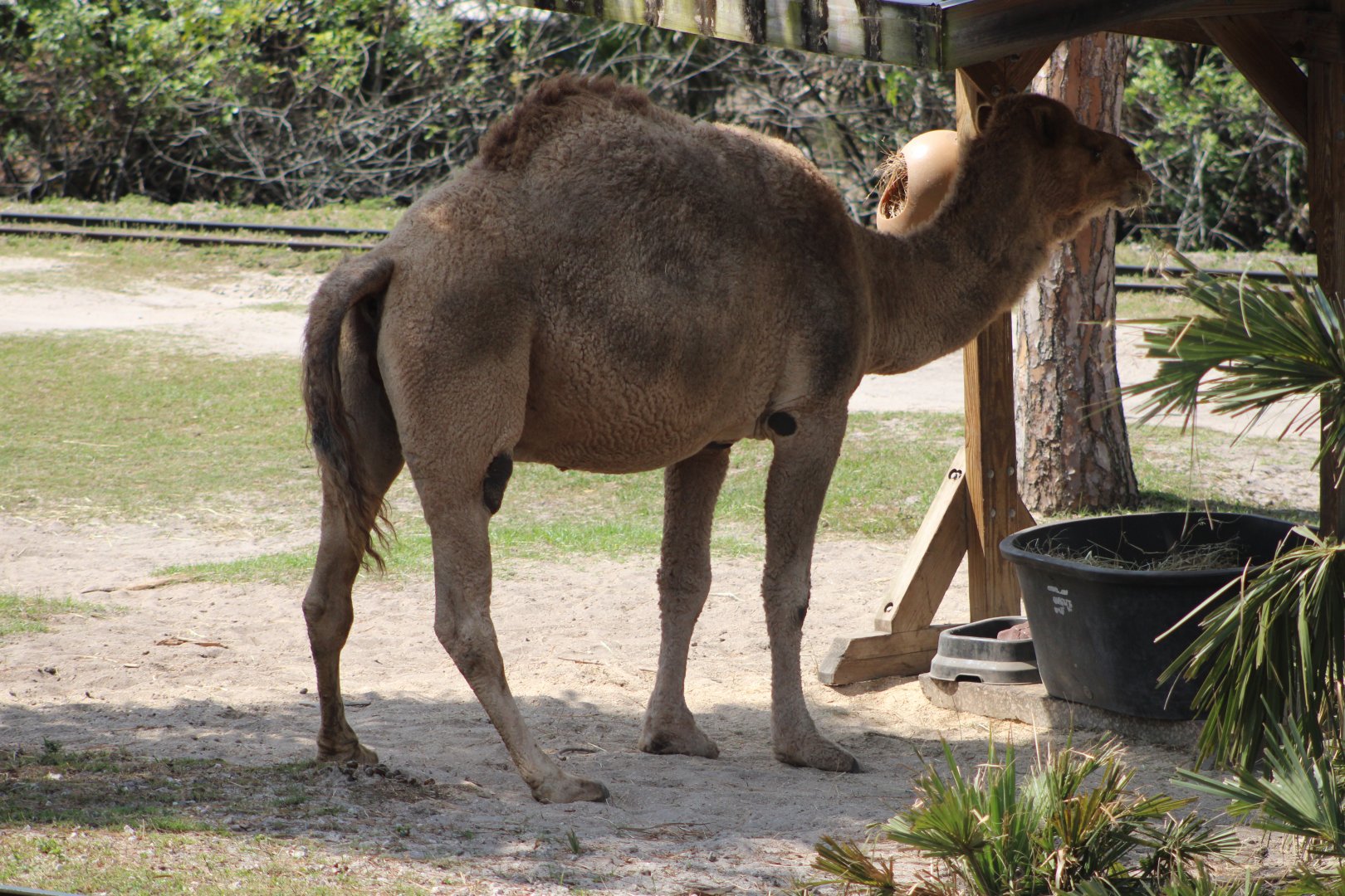 Dromedary (Camelus dromedarius)