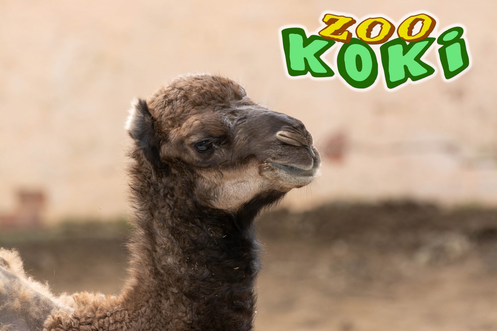 Dromedary (Camelus dromerarius)