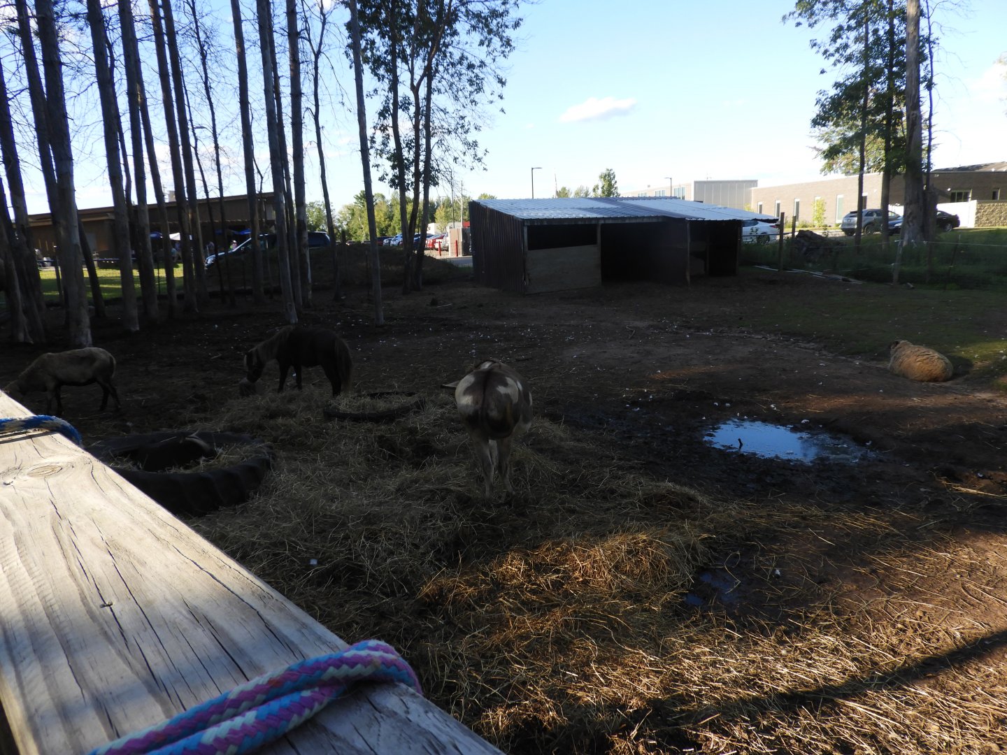 Dromedary/Domestic Goat/Domestic Sheep/Domestic Horse/Domestic Greylag Goose/Domestic Greylag x Swan Goose exhibit