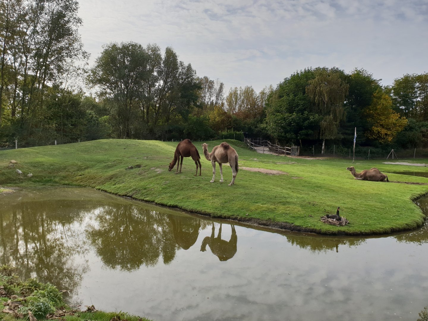 Dromedary-enclosure - and incubating Black swan
