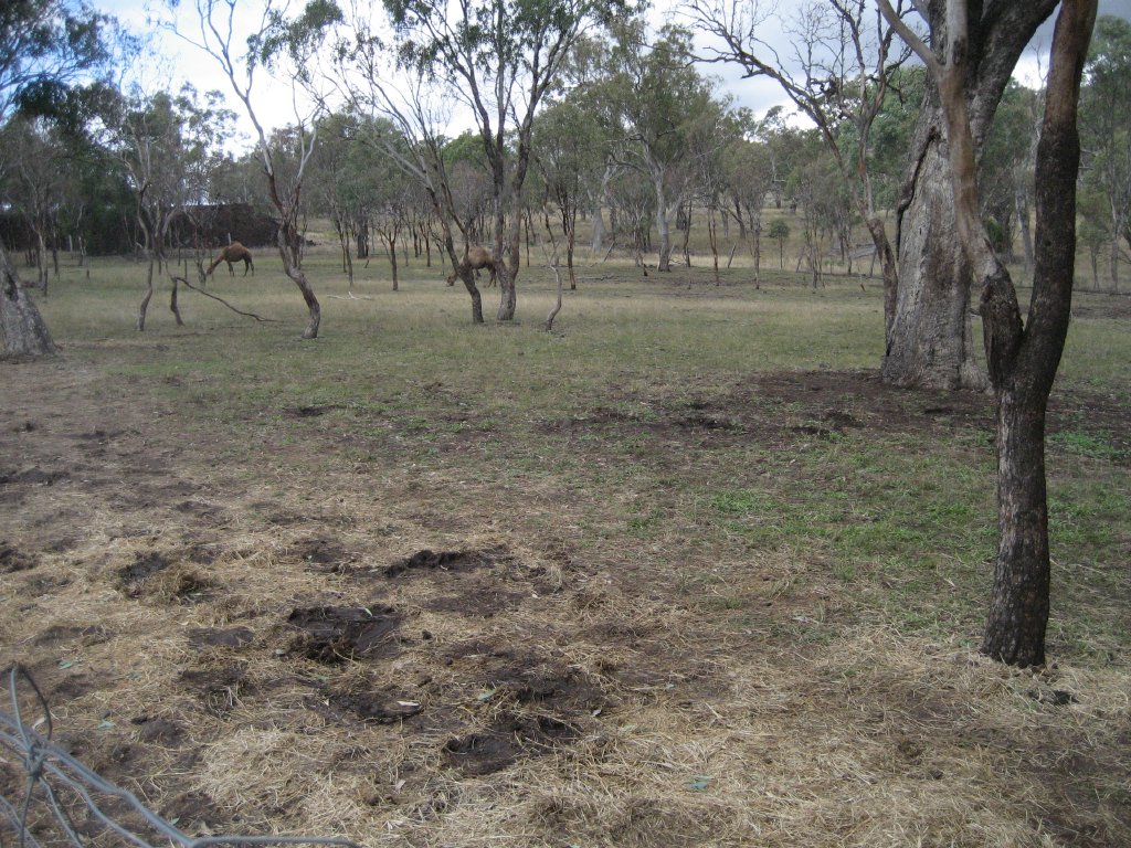 Dromedary enclosure
