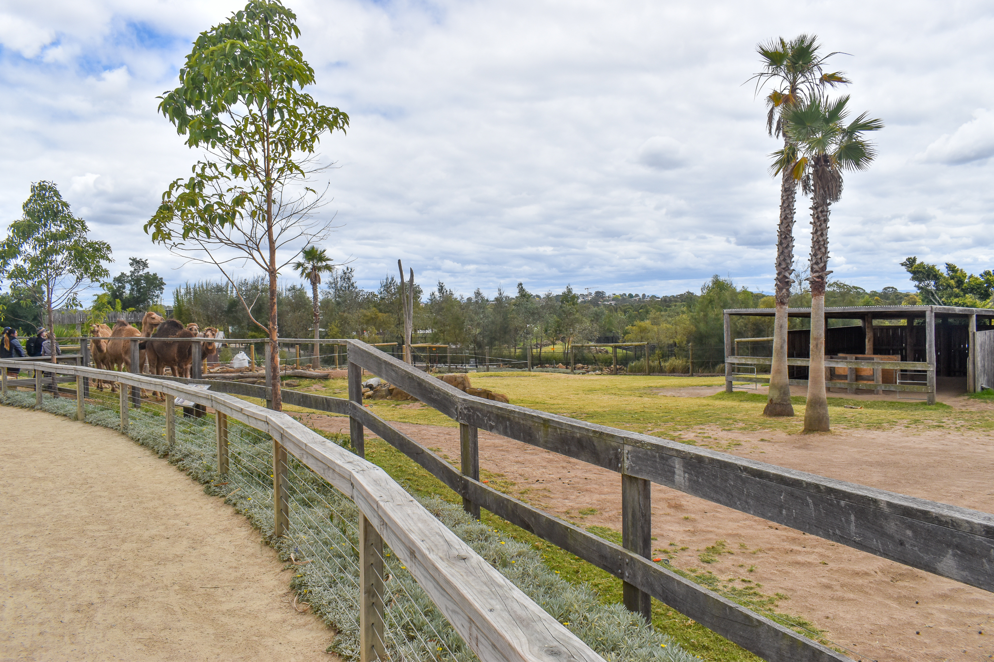 Dromedary Enclosure