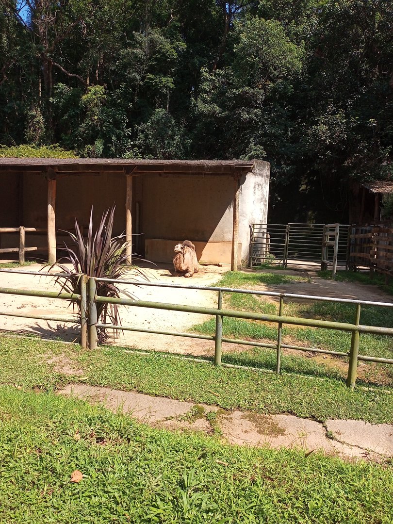 Dromedary enclosure