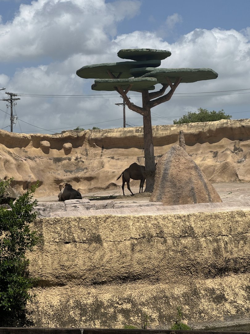 Dromedary exhibit (7/2/24)