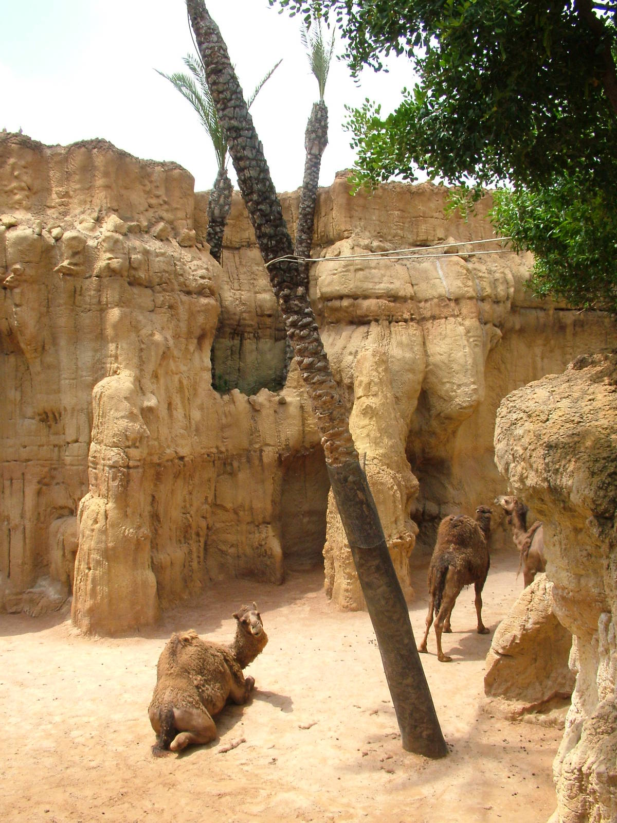 Dromedary Exhibit at Bioparc Valencia, 28/05/11