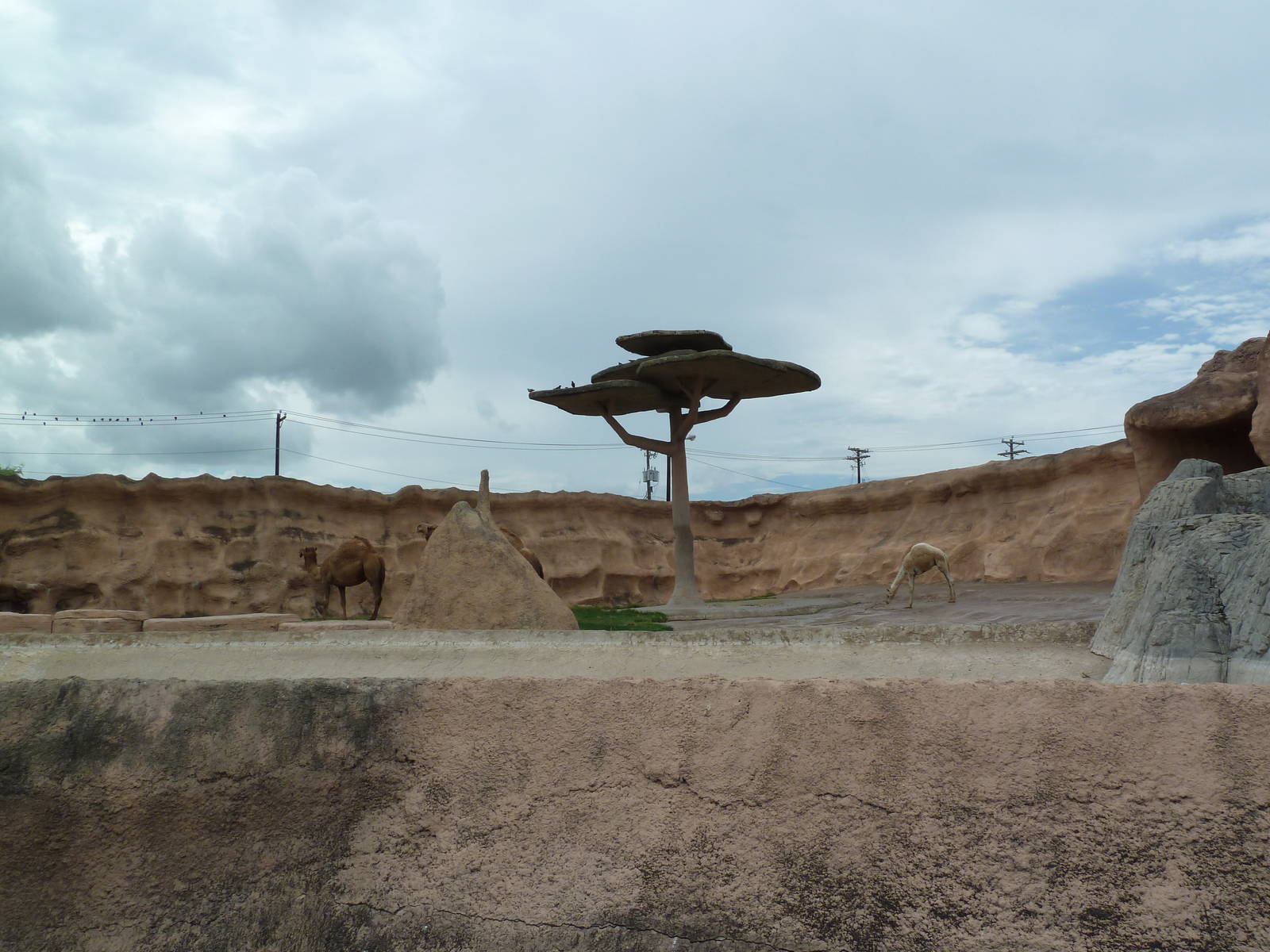 Dromedary Exhibit (Old Elephant Enclosure)