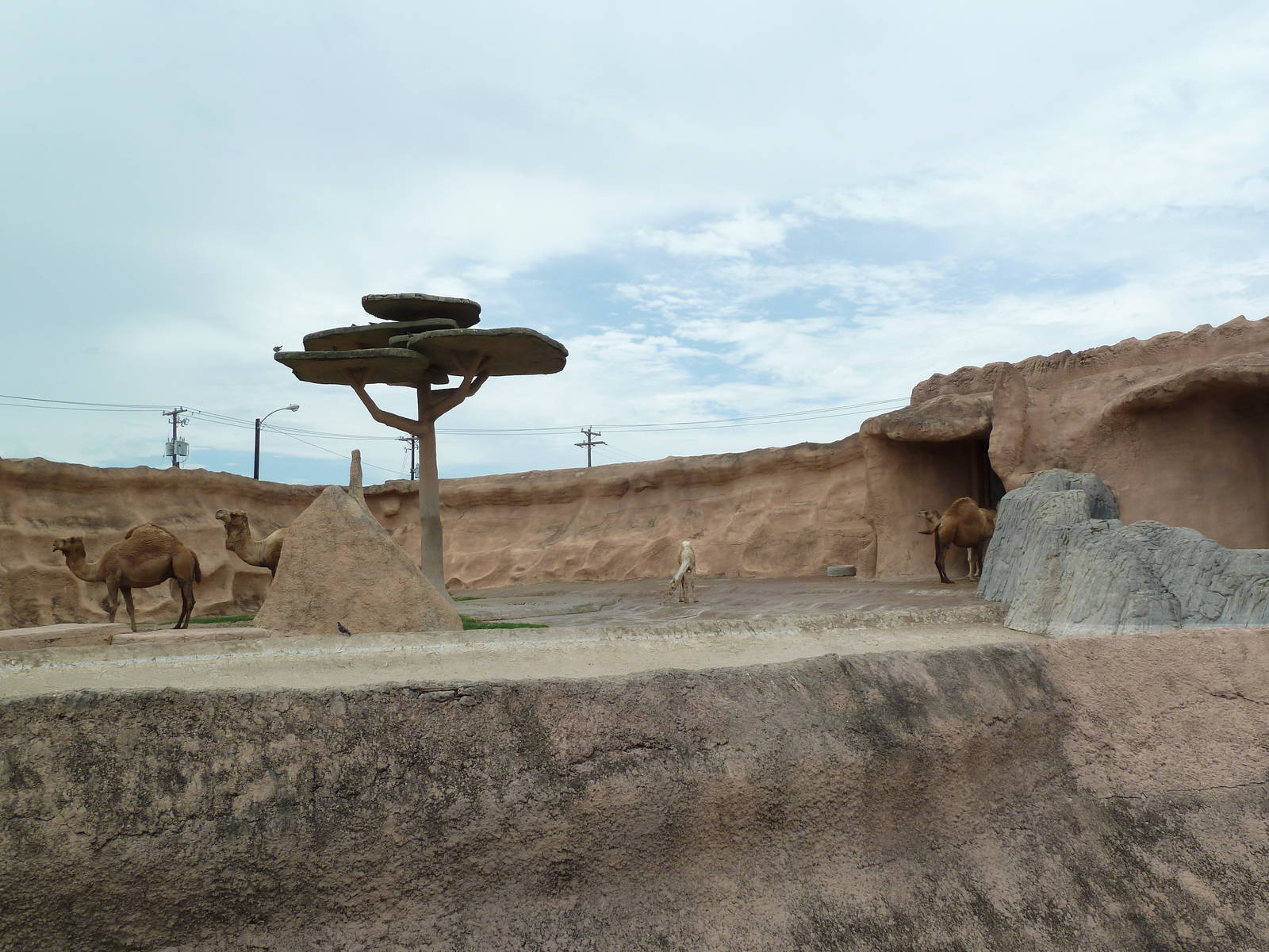 Dromedary Exhibit (Old Elephant Enclosure)
