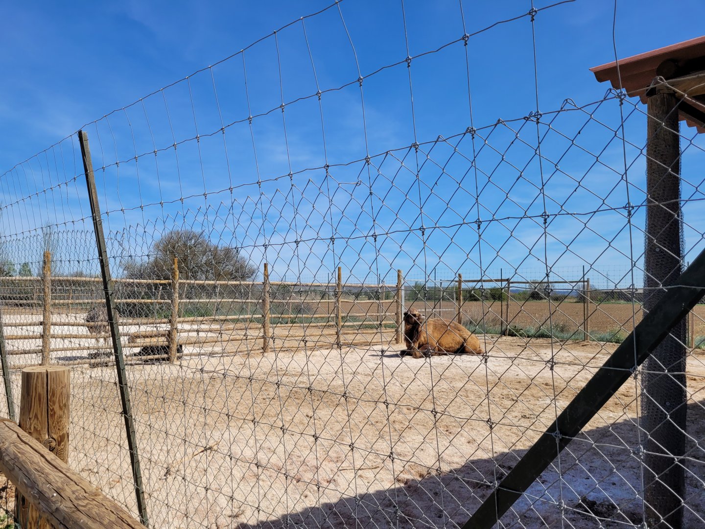 Dromedary exhibit -Tierra Rapaz (2024)