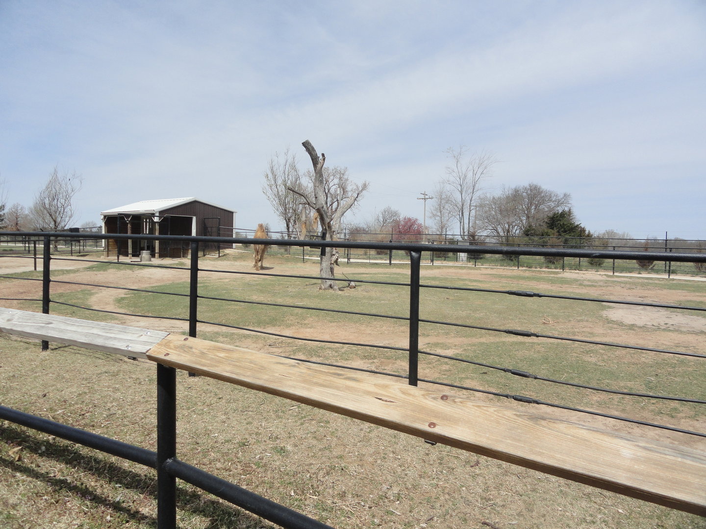 Dromedary Exhibit - West