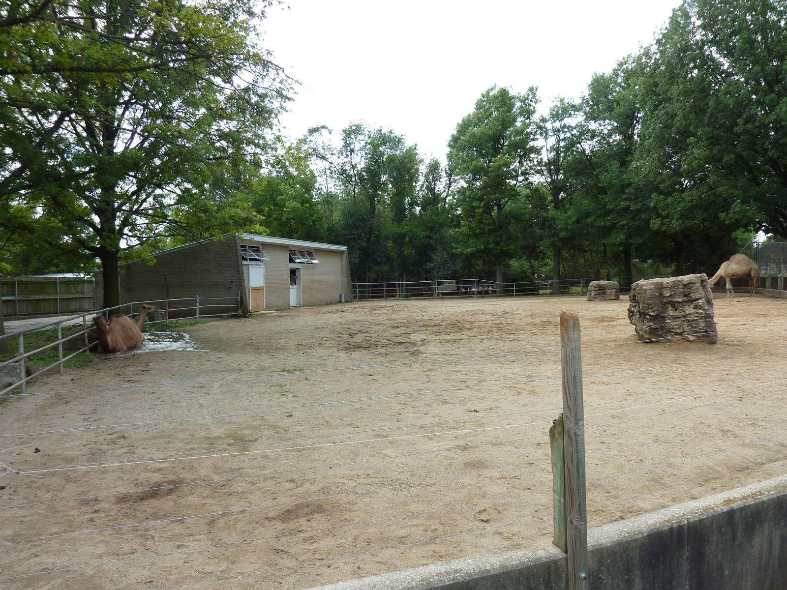 Dromedary Exhibit