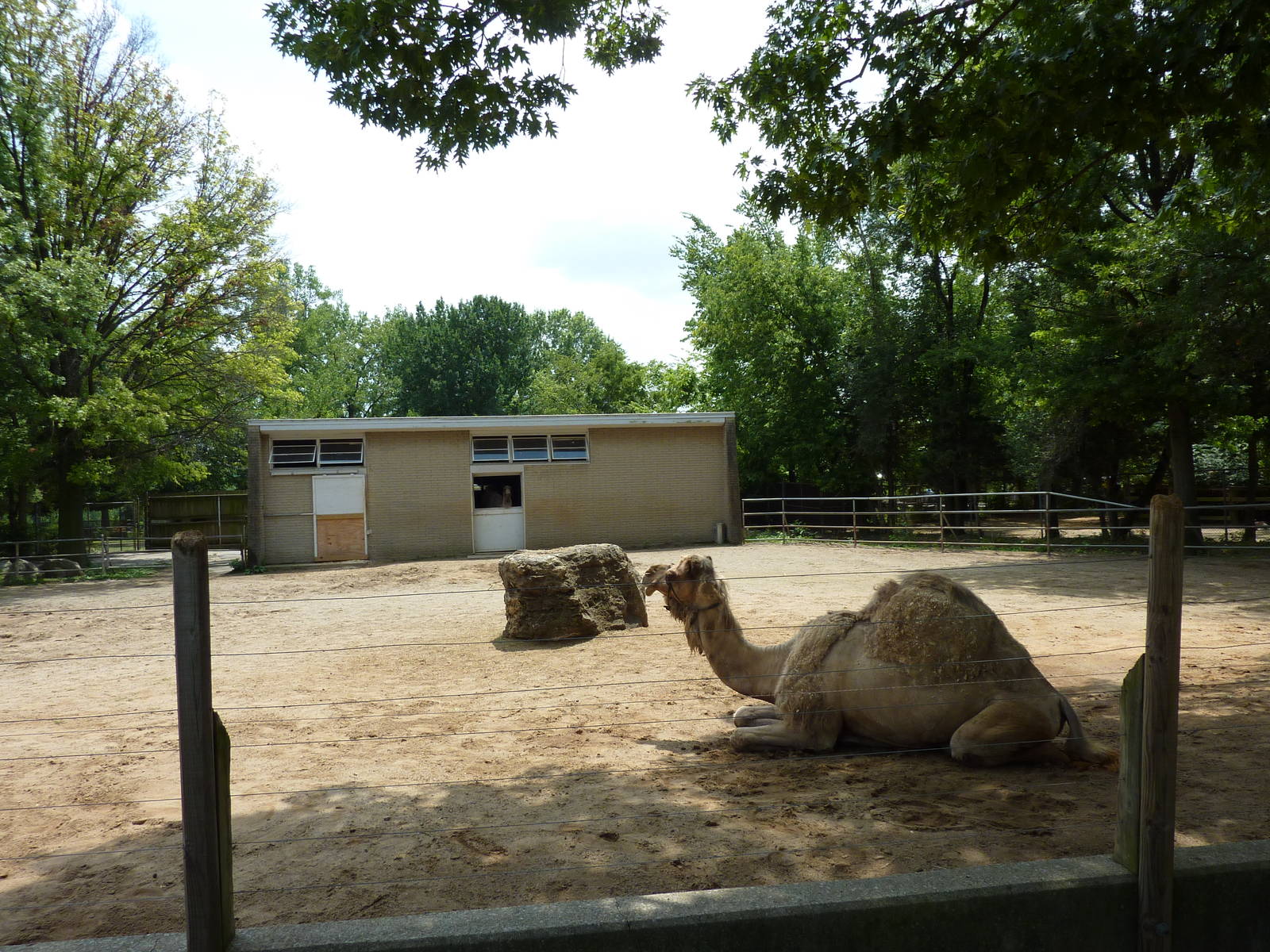 Dromedary Exhibit
