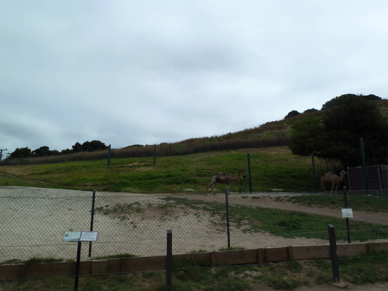 Dromedary Exhibit