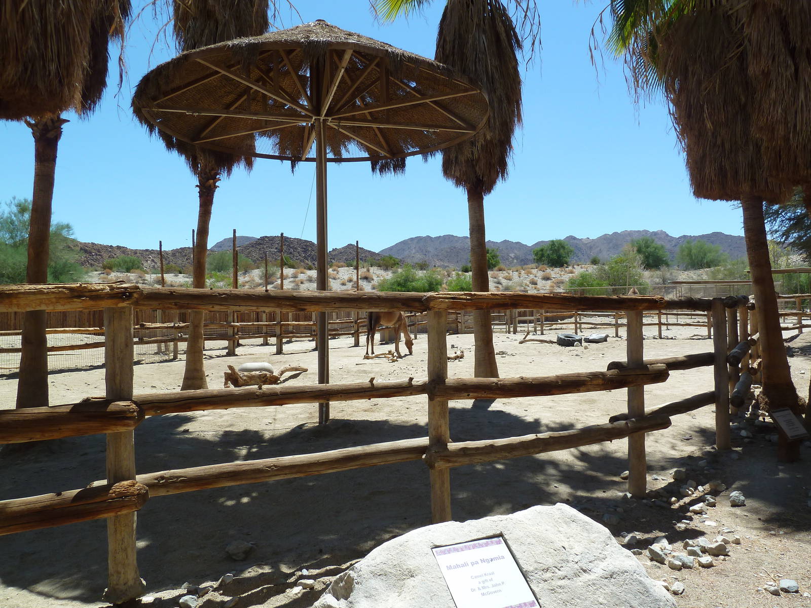 Dromedary Exhibit