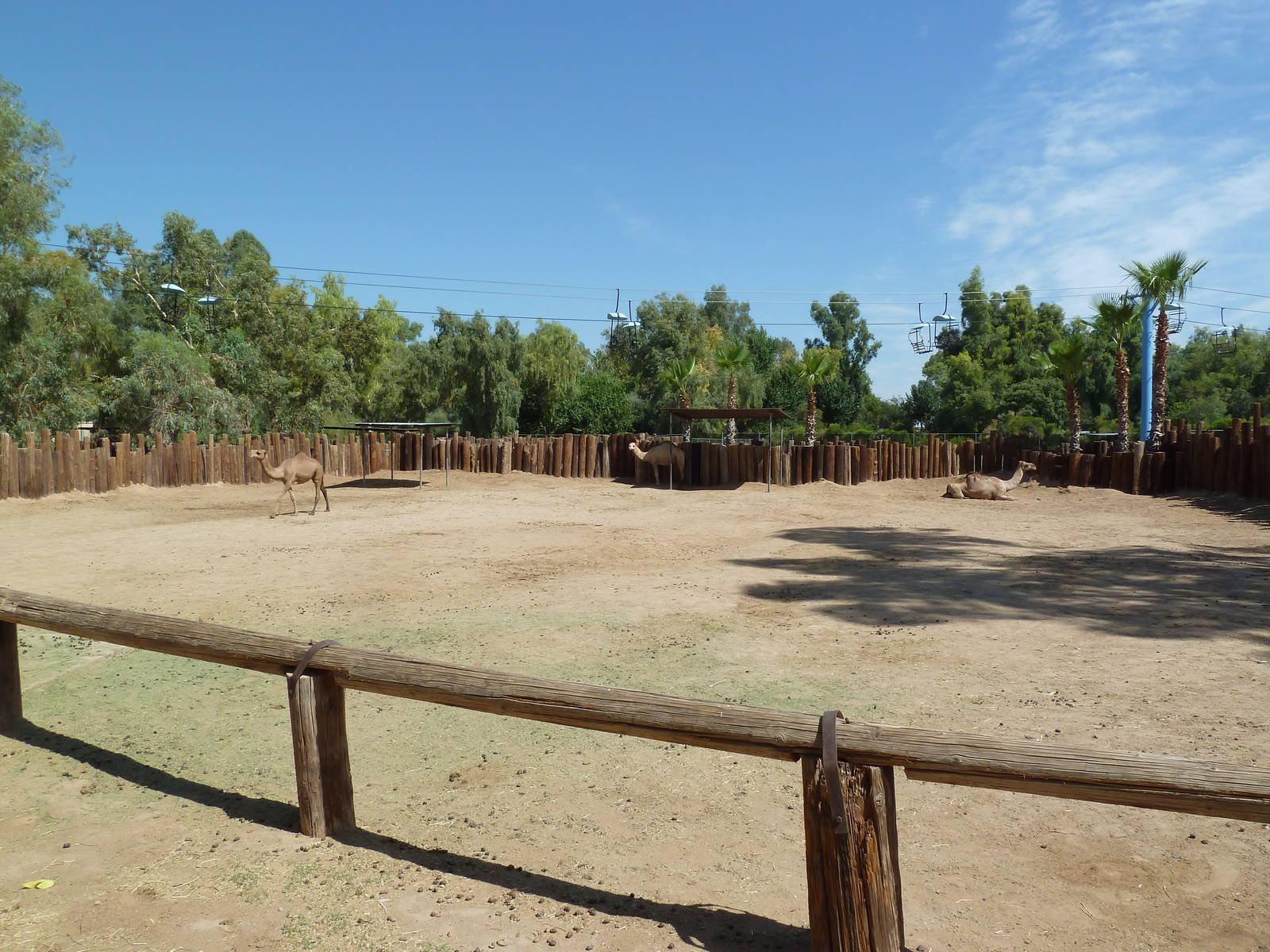 Dromedary Exhibit