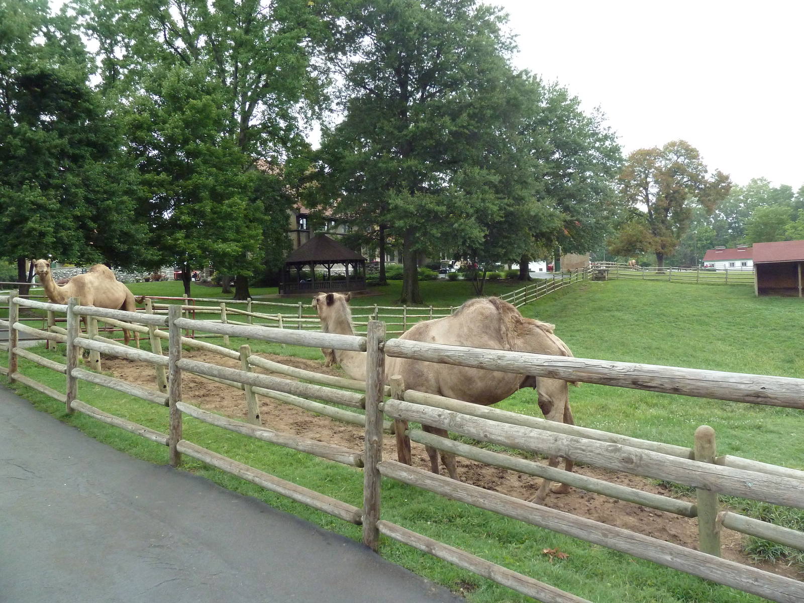 Dromedary Exhibit