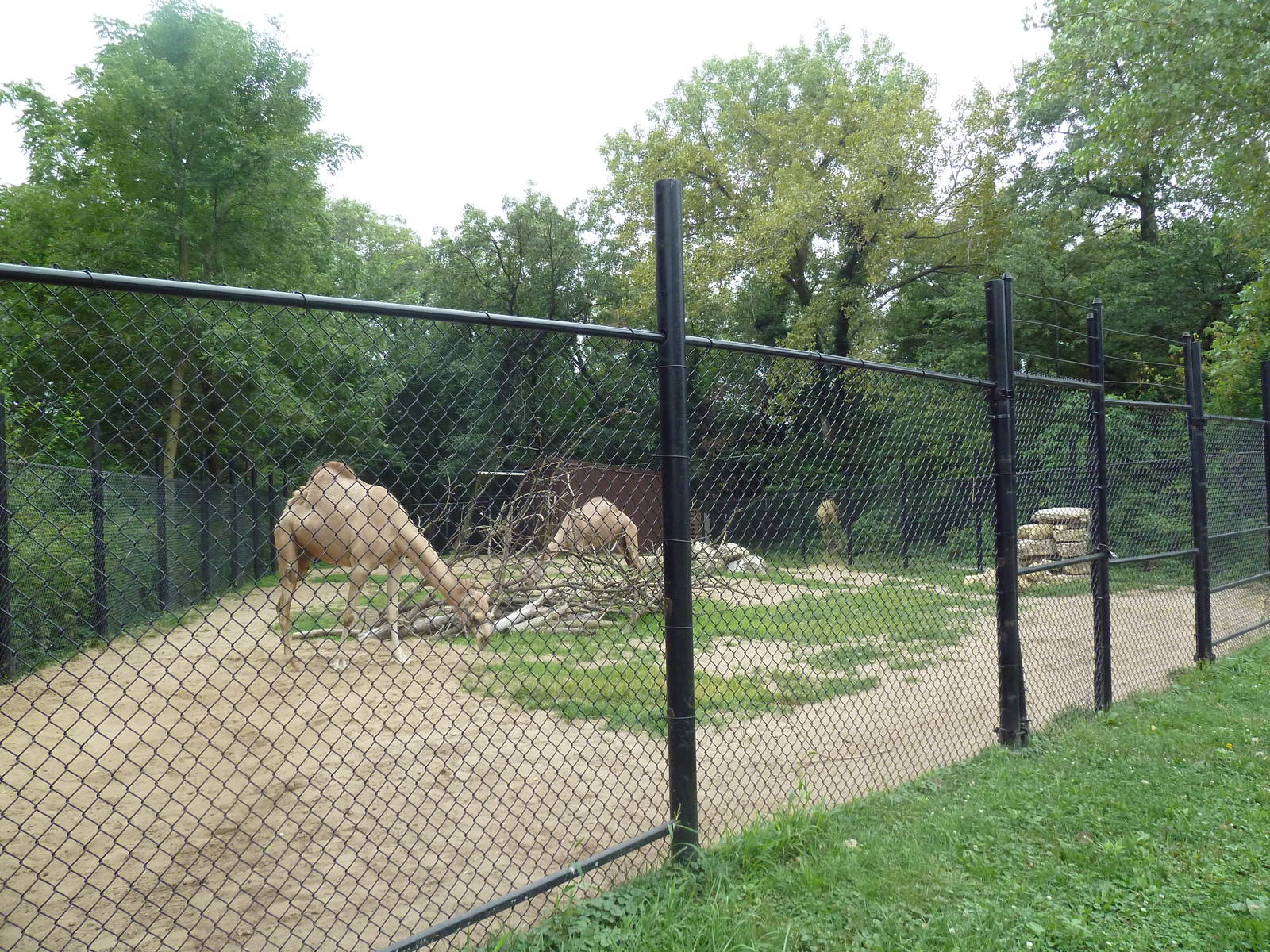 Dromedary Exhibit