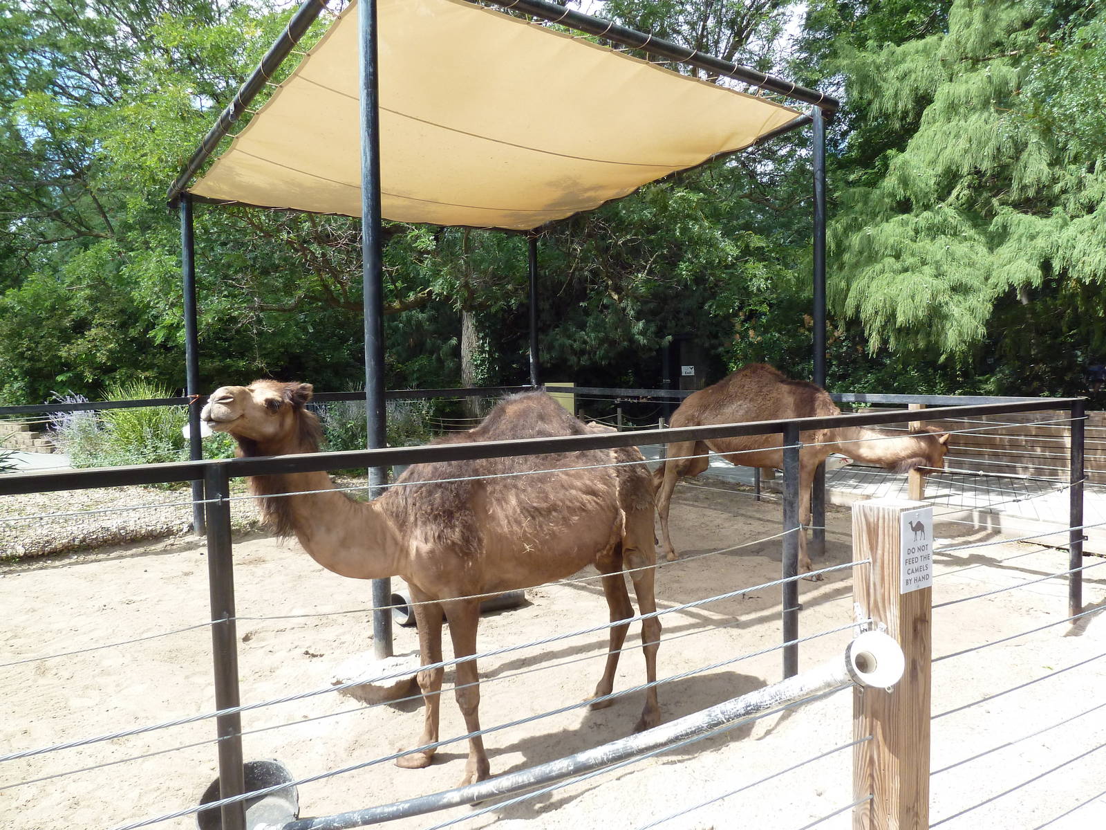 Dromedary Exhibit