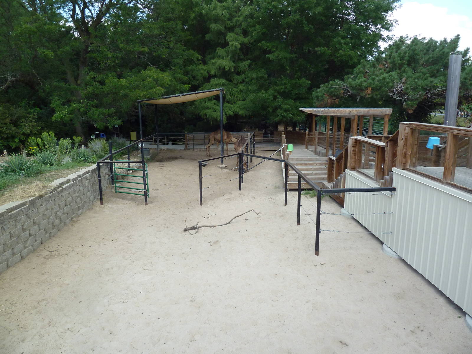 Dromedary Exhibit