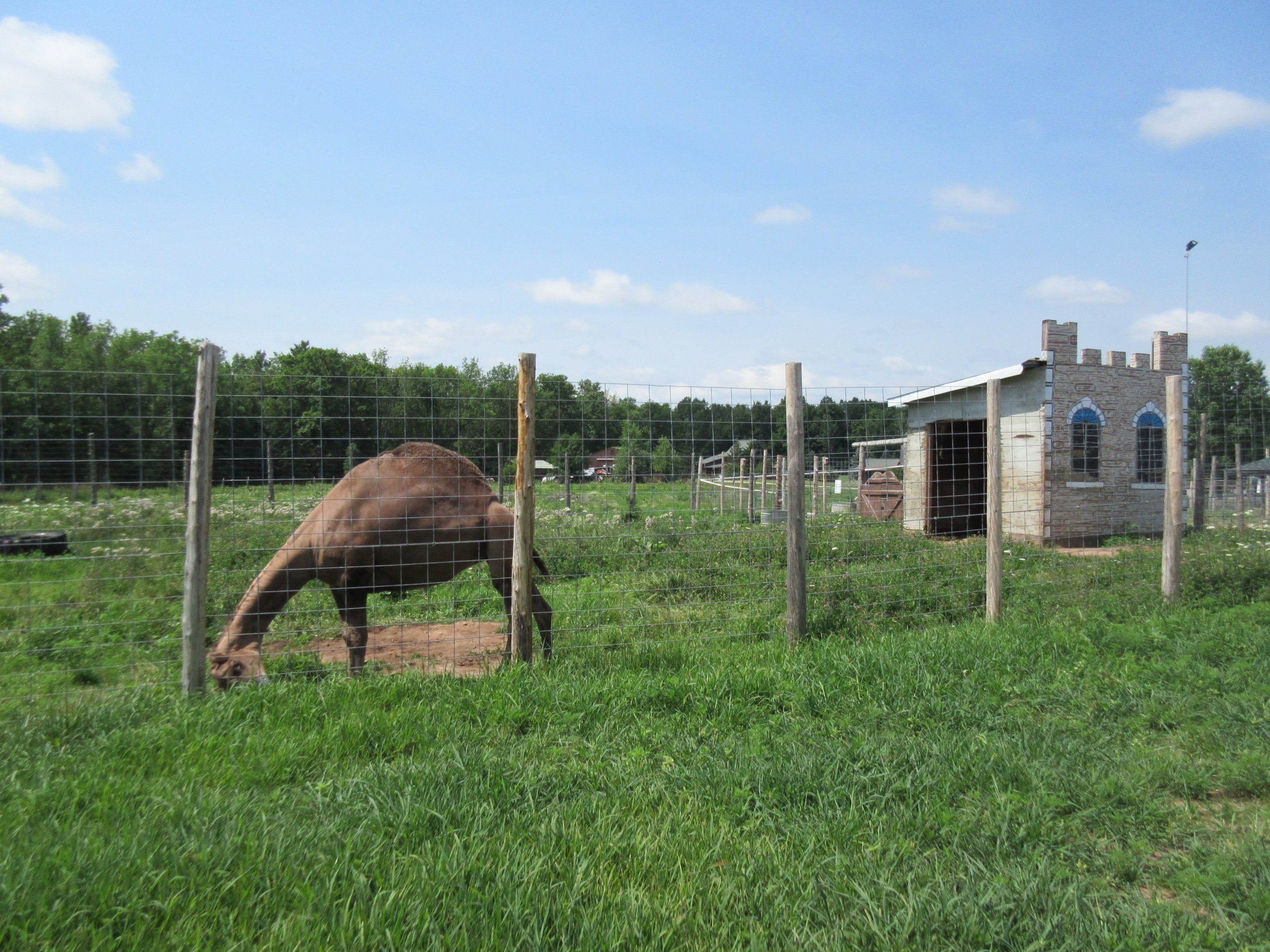 Dromedary Exhibit