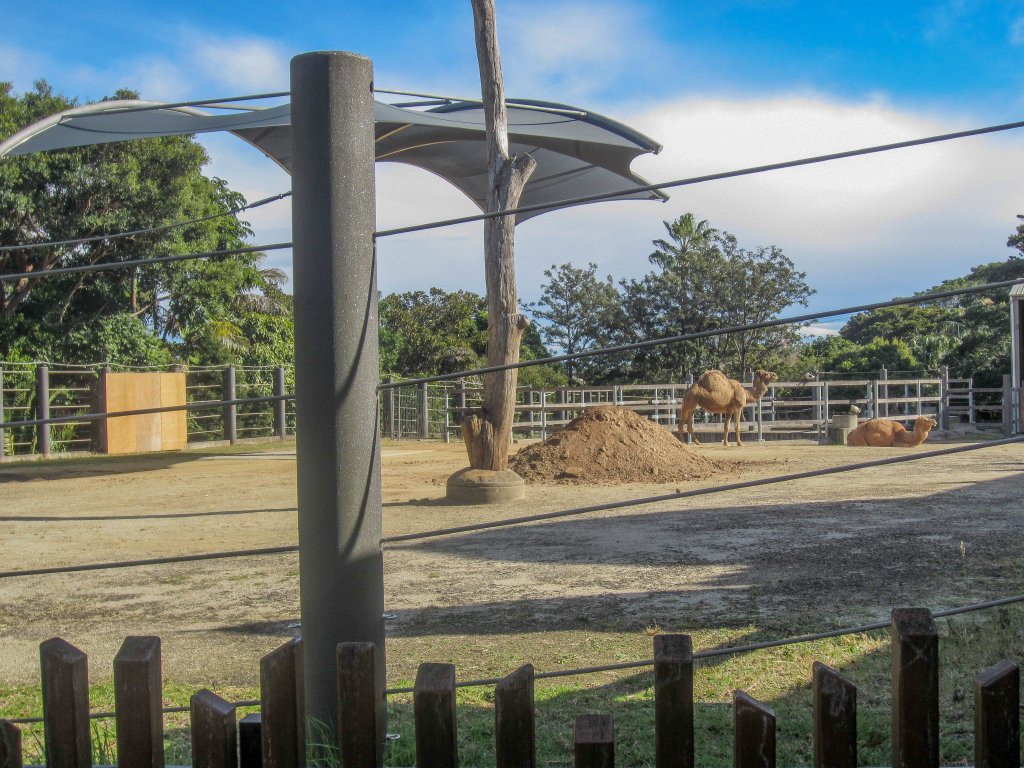 Dromedary exhibit