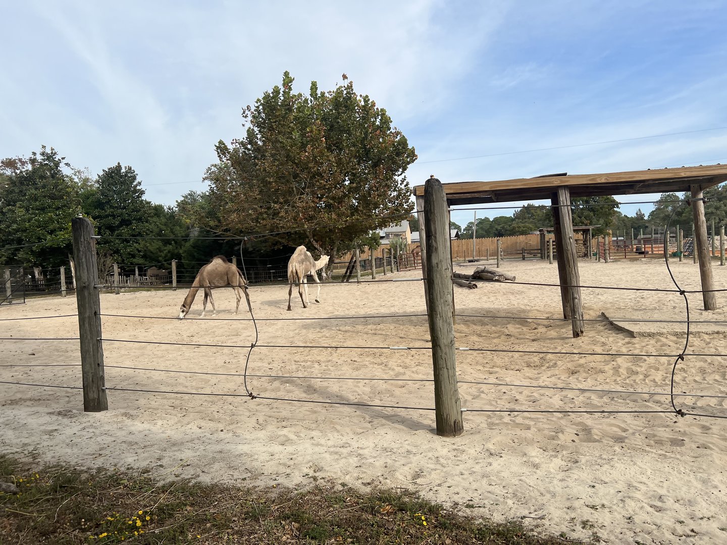 Dromedary Exhibit