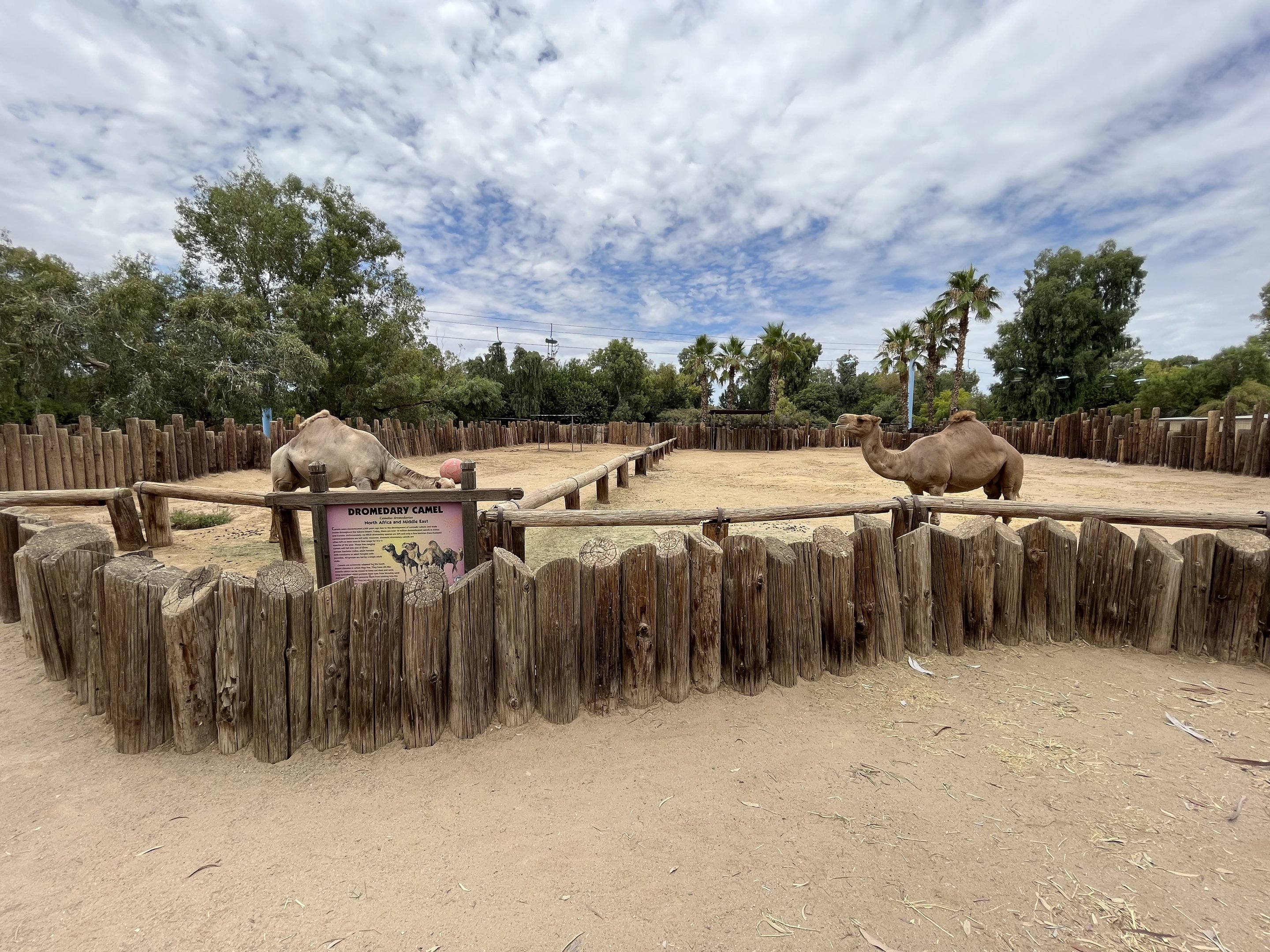 Dromedary Exhibit