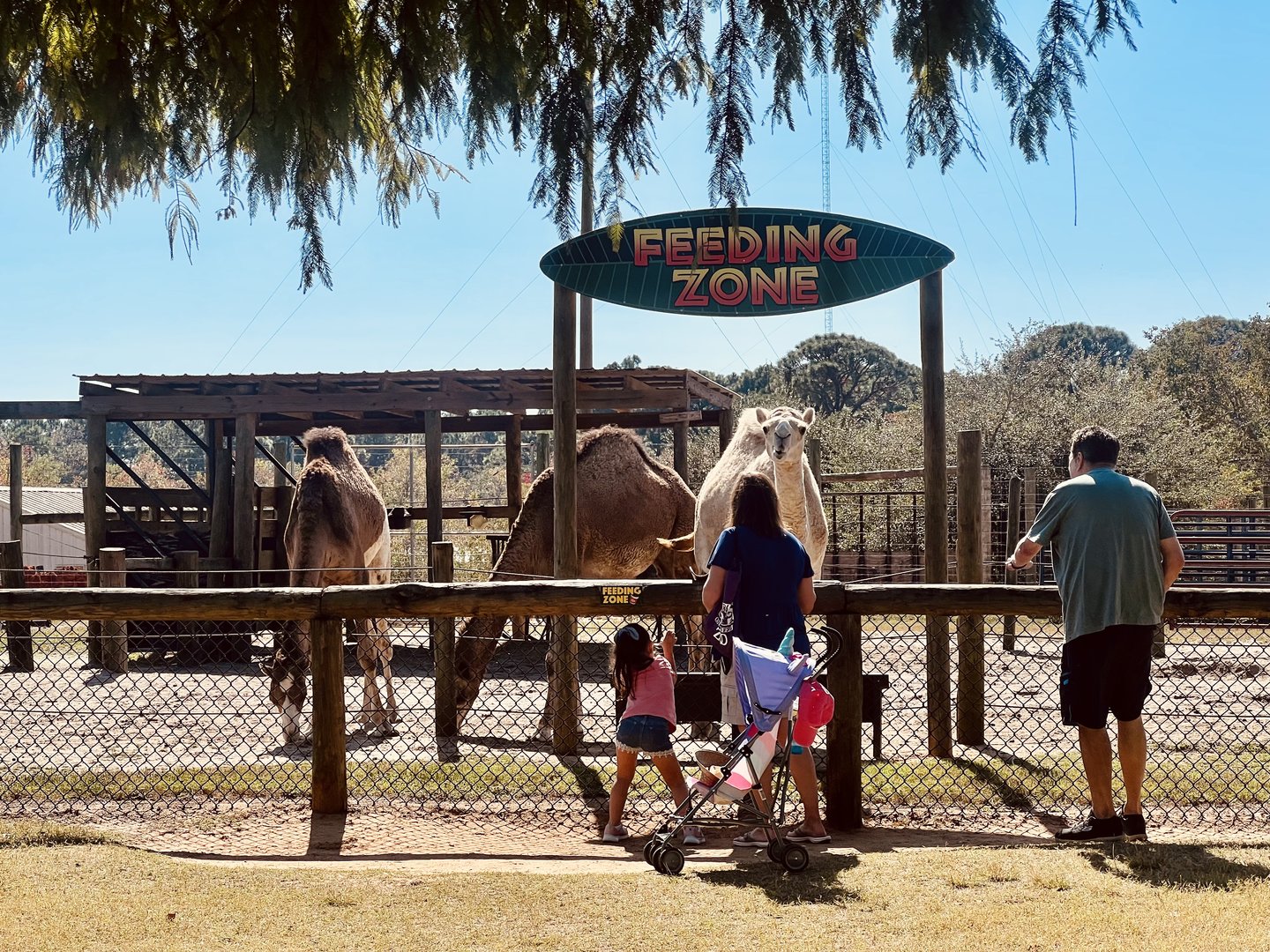 Dromedary Feeding Station