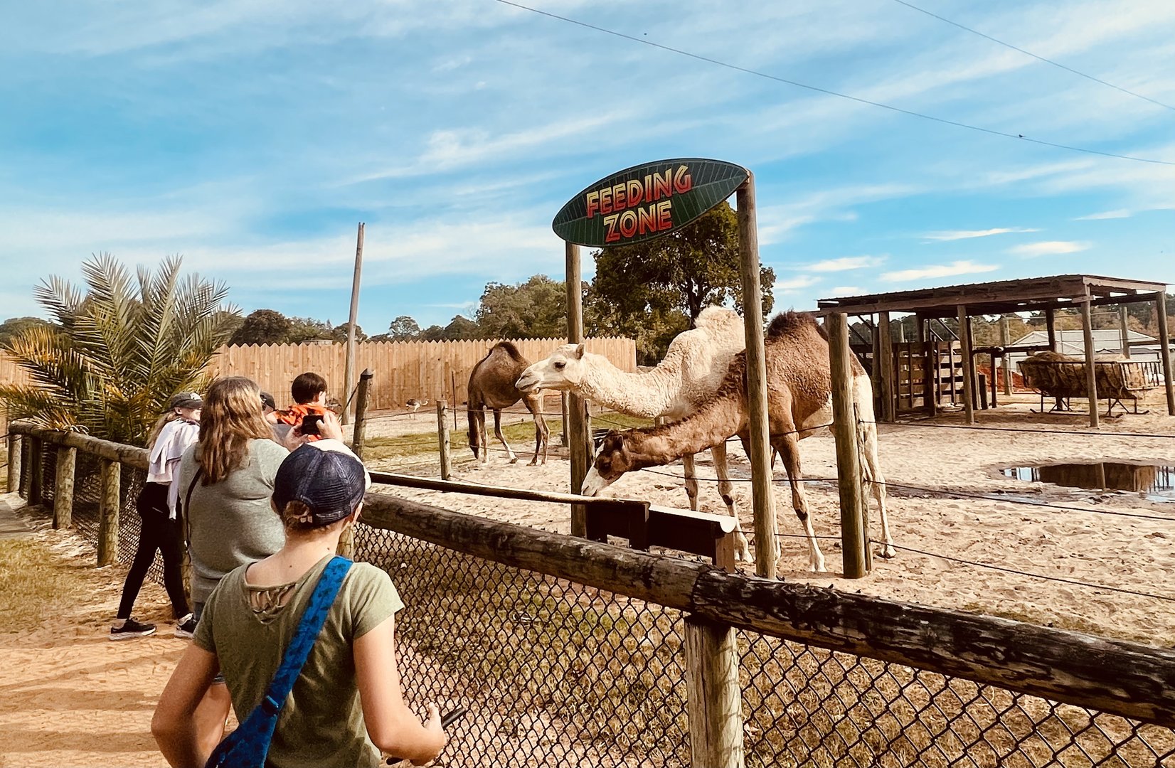 Dromedary Feeding