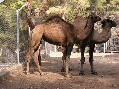 Dromedary in Antalya Zoo