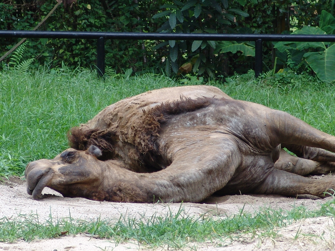 Dromedary or Arabian camel (Camelus dromedarius)