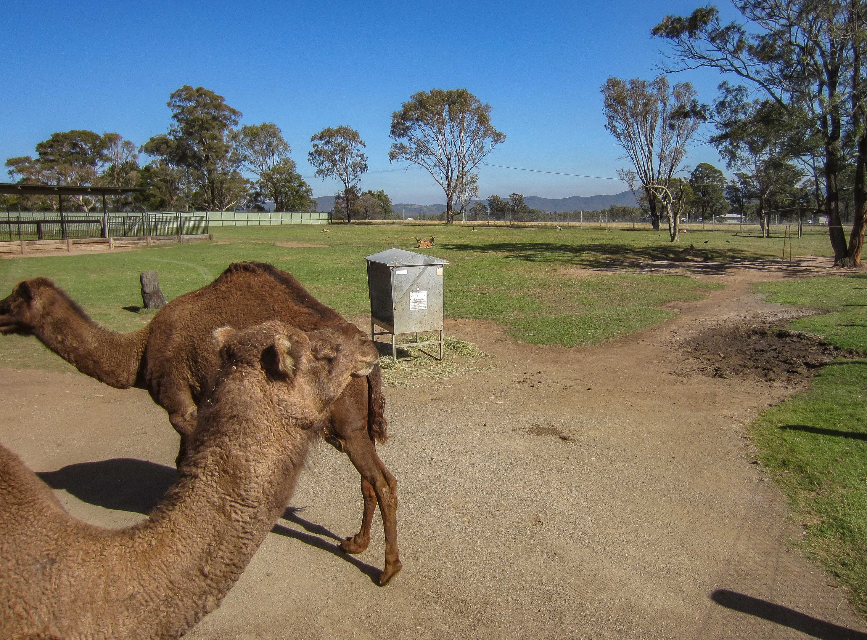 Dromedary, Ostrich, Blackbuck, Barbary Sheep enclosure
