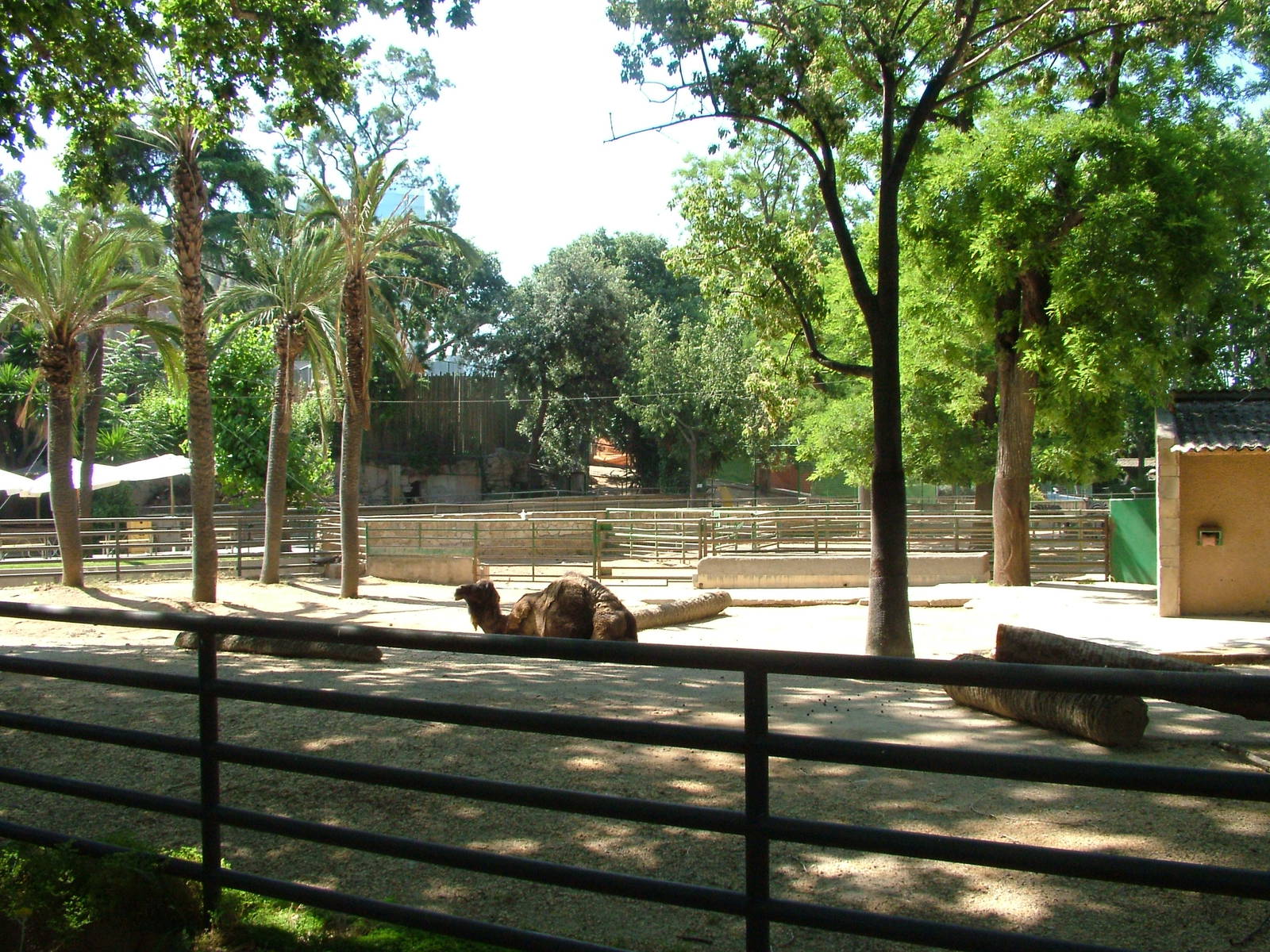 Dromedary Paddock at Barcelona, 30/05/11