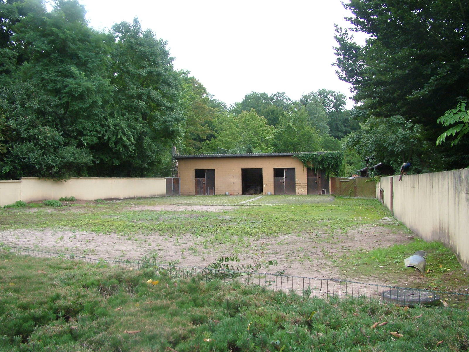 Dromedary Paddock at Darmstadt, 30/08/10