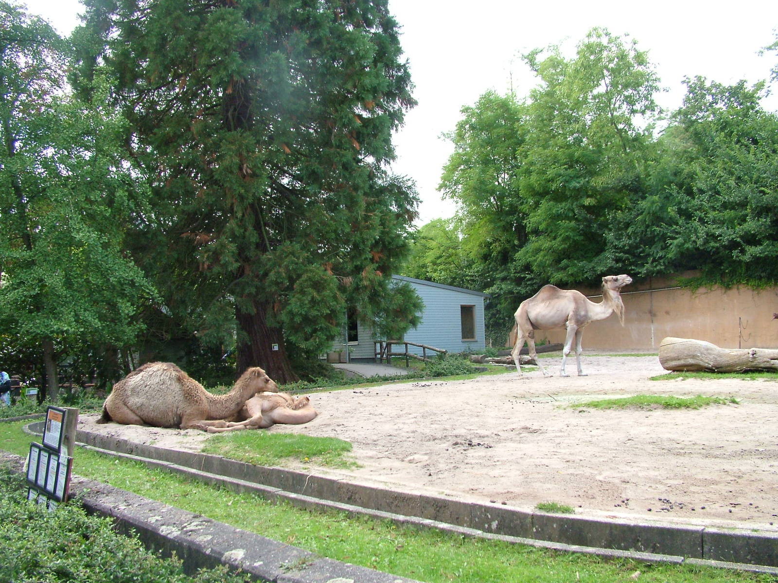 Dromedary Paddock at Landau Zoo, 04/09/10