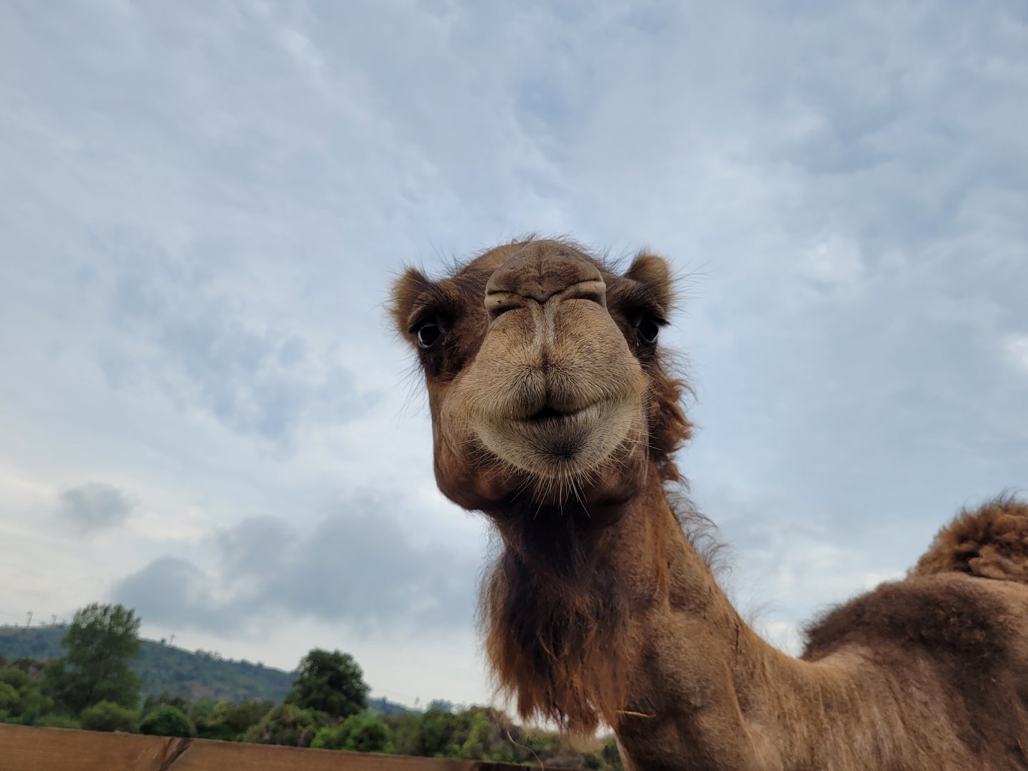 Dromedary -Parque de la Naturaleza de Cabárceno (2022)