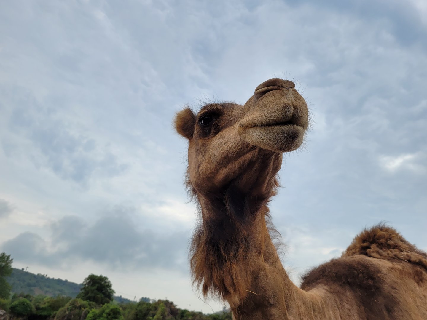 Dromedary -Parque de la Naturaleza de Cabárceno (2022)