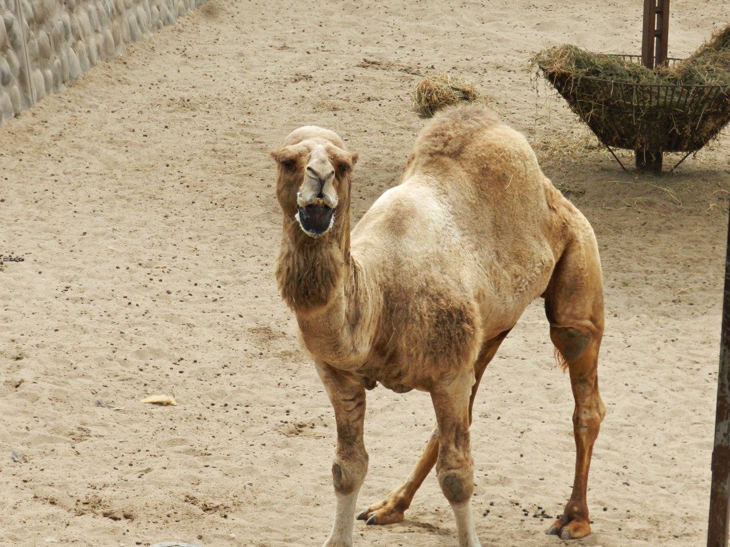 Dromedary - Parque Zoológico Huachipa