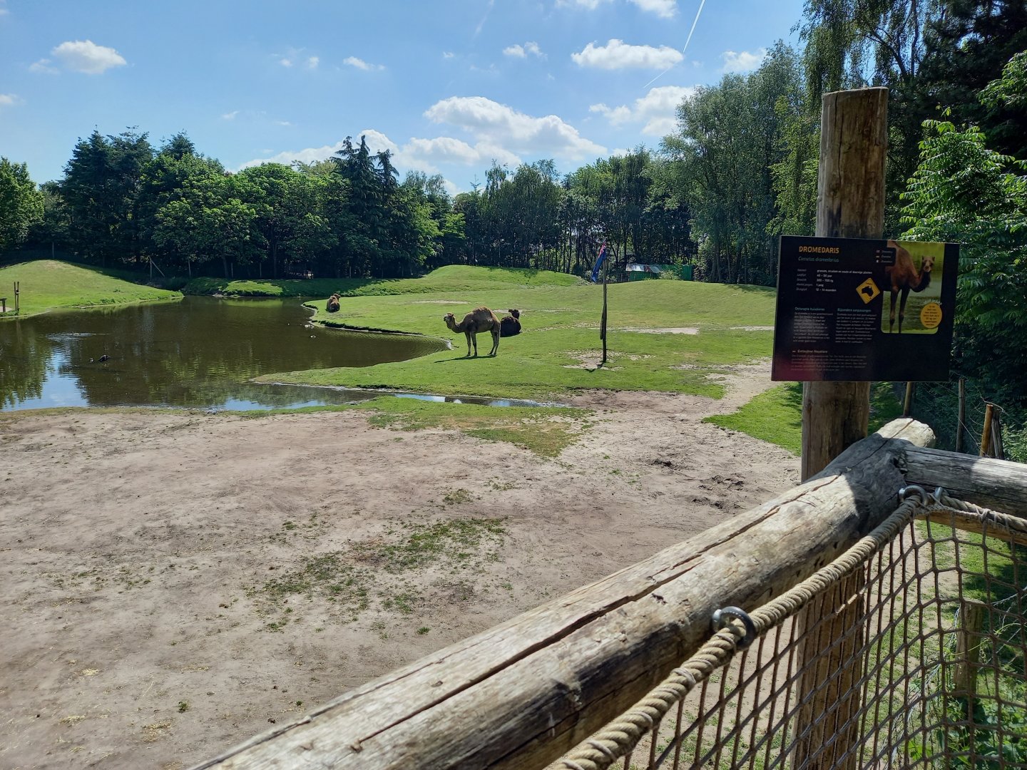 Dromedary-part ( not walk-through ) of the Outback