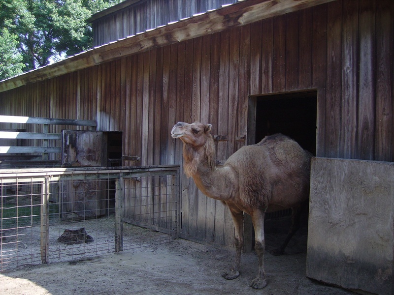 Dromedary - Petting Zoo