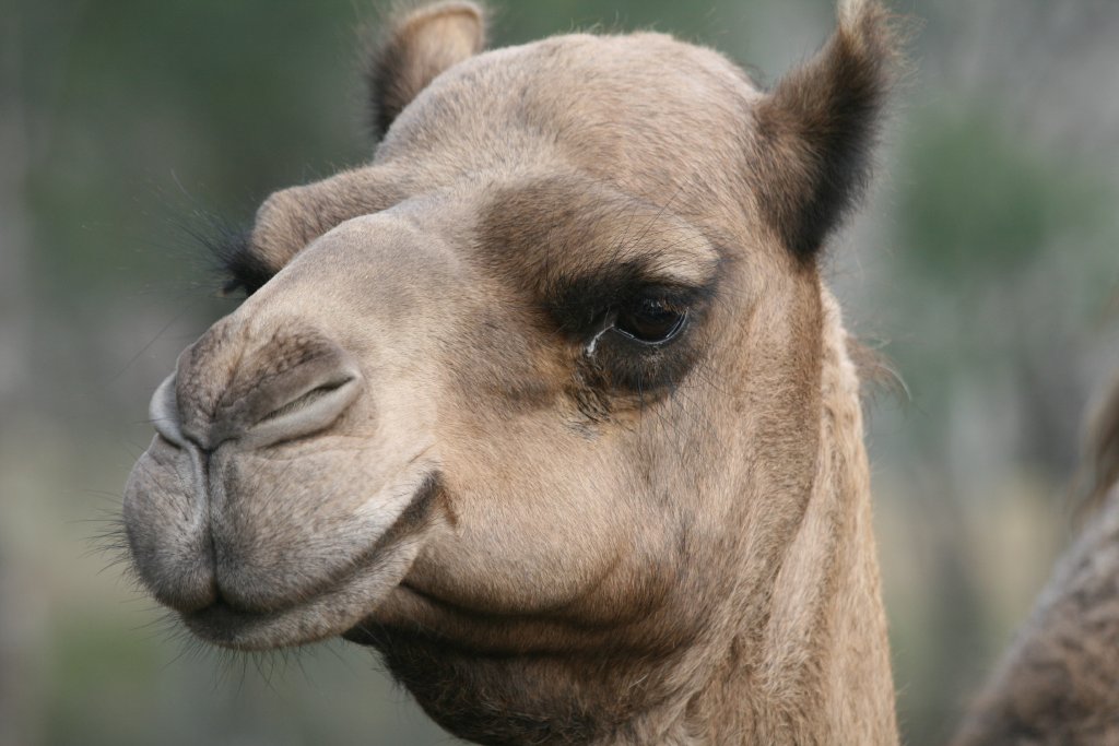 Dromedary portrait