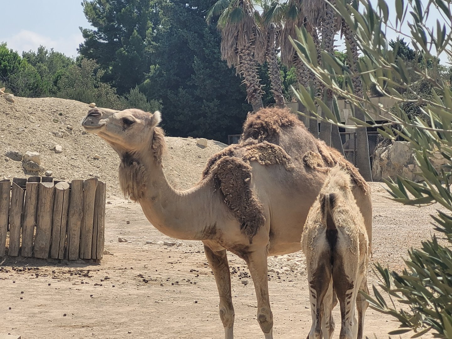 Dromedary -Réserve Africaine de Sigean (2022)