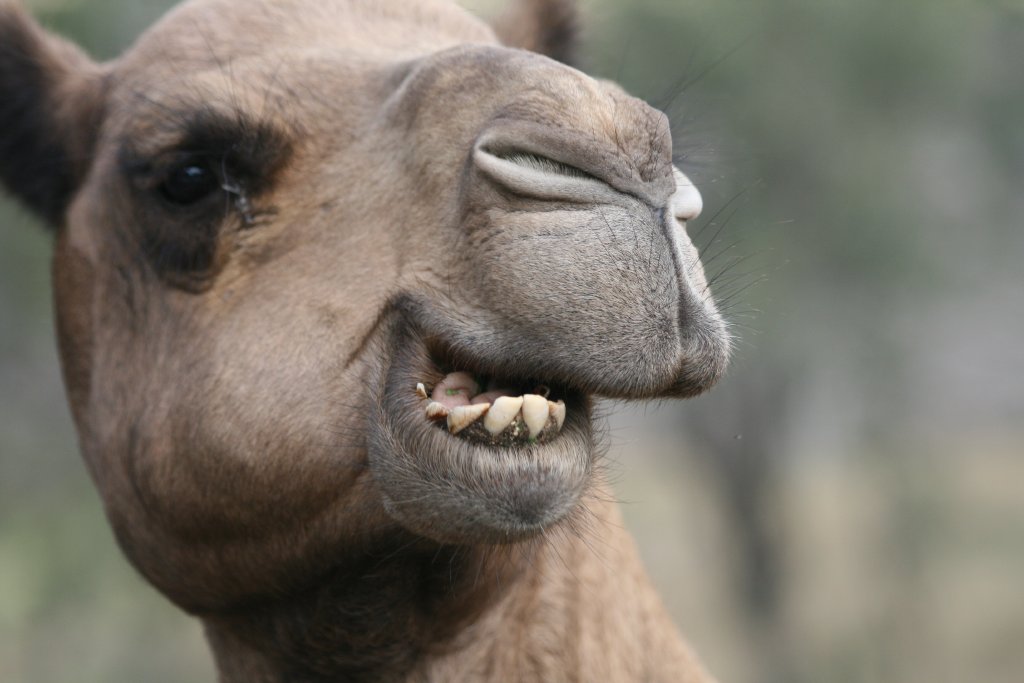 Dromedary ruminating