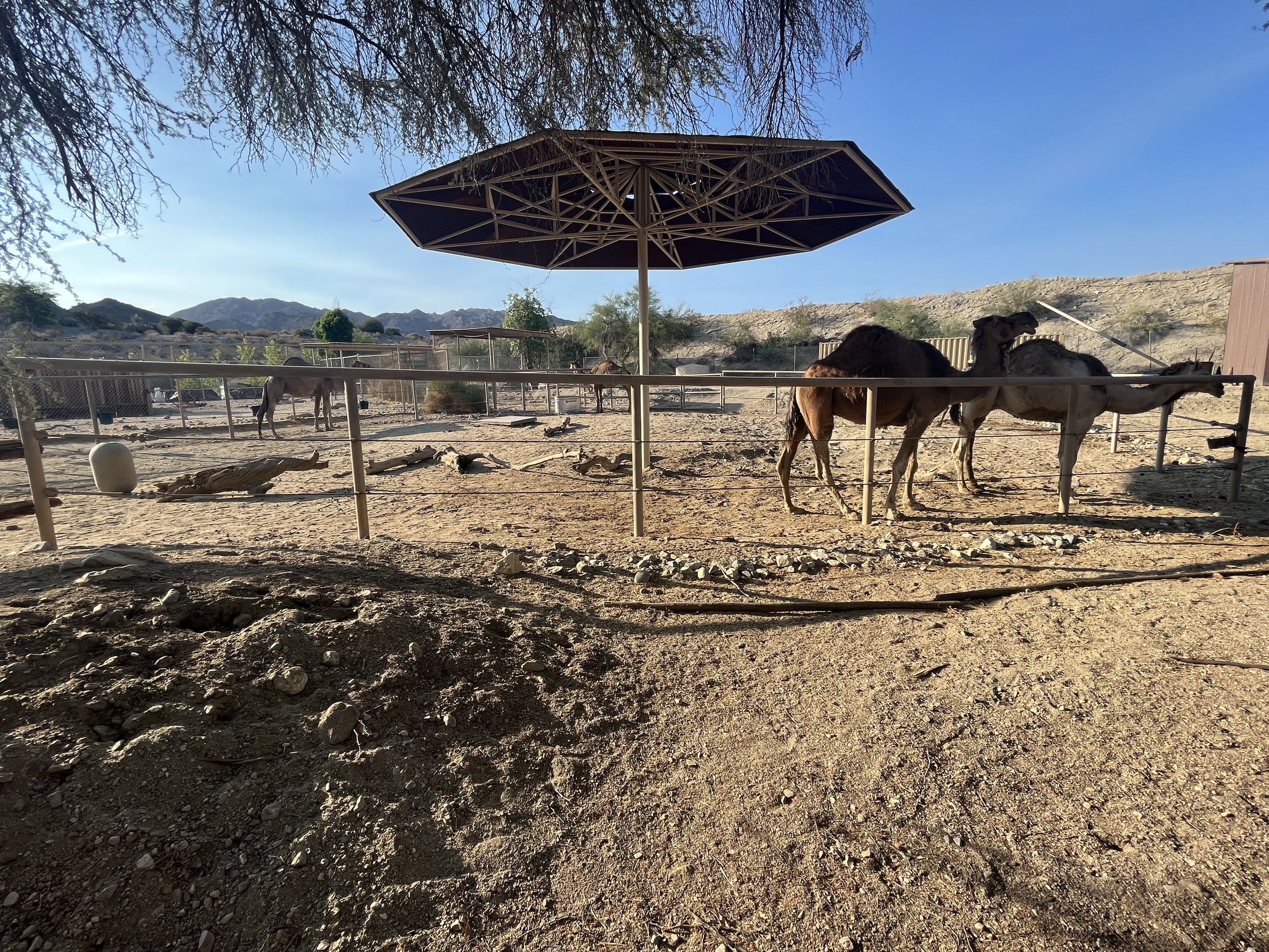 Dromedary Side Yard