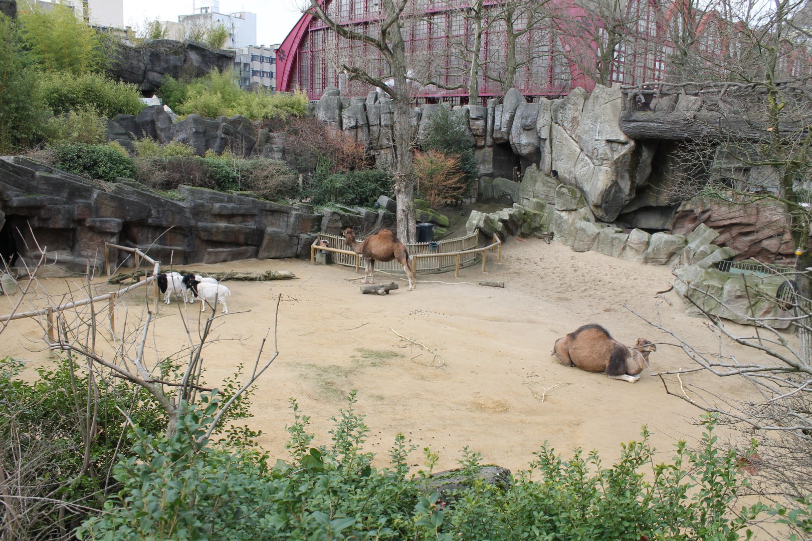Dromedary - Somalia black-headed sheep enclosure