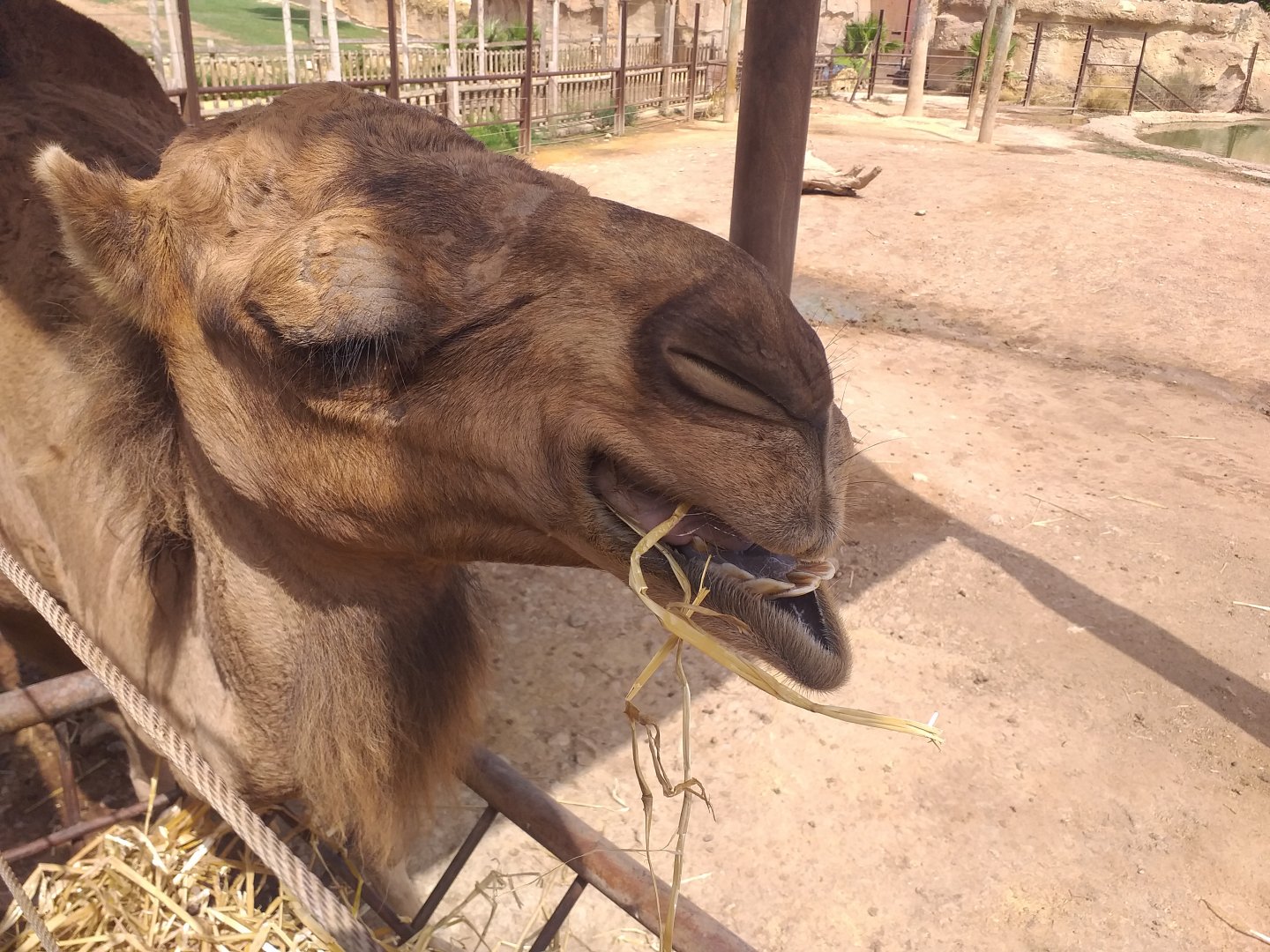 Dromedary -TerraNatura Benidorm (2021)