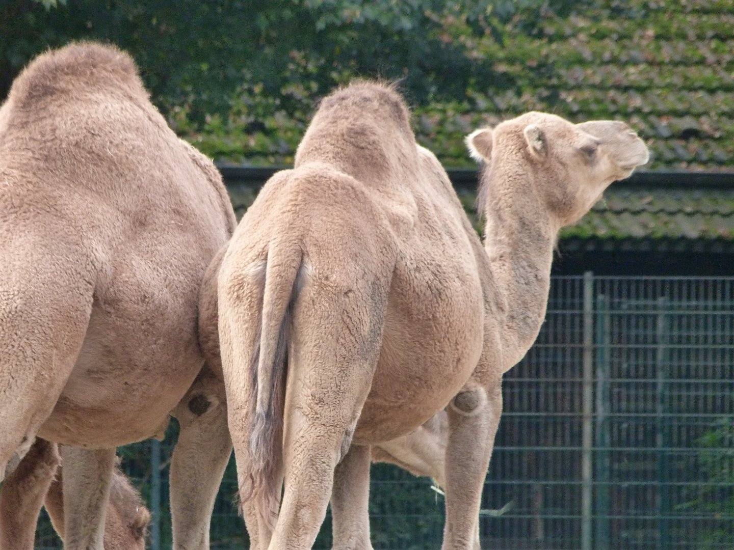 Dromedary -Tierpark Berlin (2024)