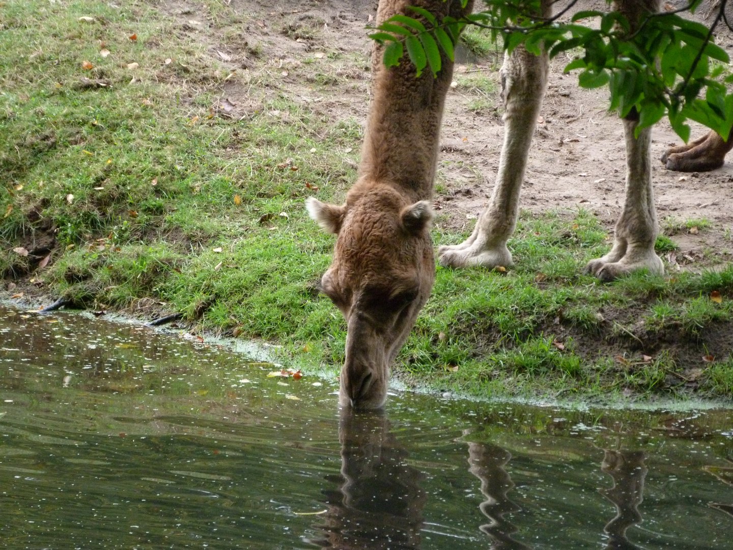 Dromedary -Tierpark Berlin (2024)