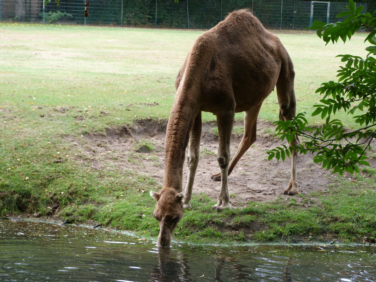 Dromedary -Tierpark Berlin (2024)